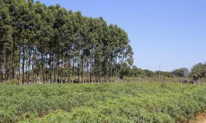 Pressão sobre o agro cresce e novas regras ambientais ampliam riscos para produtores em 2026