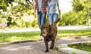 Quando o descuido vira crime: responsabilidade penal do tutor de animais