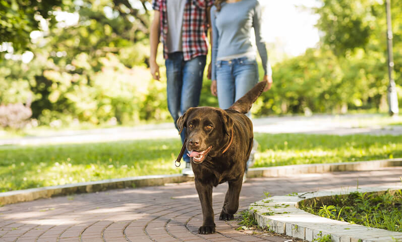 Quando o descuido vira crime: responsabilidade penal do tutor de animais