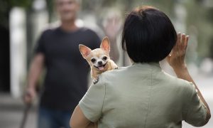 GUARDA COMPARTILHADA DE PETS - A BATALHA JUDICIAL PELO "MELHOR AMIGO"