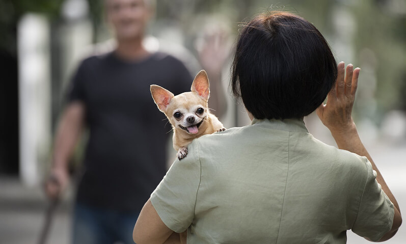 GUARDA COMPARTILHADA DE PETS - A BATALHA JUDICIAL PELO "MELHOR AMIGO"